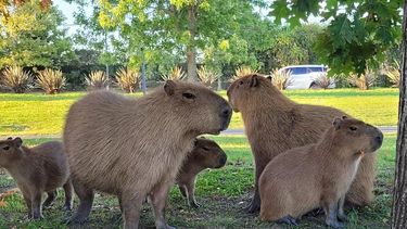 Los carpinchos preocupan a los residentes y coordinan operativos de traslados y de plan de vacunación anticonceptiva para controlar la natalidad. Los carpinchos preocupan a los residentes y coordinan operativos de traslados y de plan de vacunación anticonceptiva para controlar la natalidad.