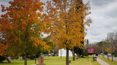 el plan de forestacion en pergamino se afianza con participacion y compromiso ciudadano el plan de forestacion en pergamino se afianza con participacion y compromiso ciudadano
