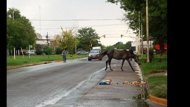El tema animales sueltos en la vía pública otra vez será tratado por los concejales, ahora con un proyecto específico. El tema animales sueltos en la vía pública otra vez será tratado por los concejales, ahora con un proyecto específico.