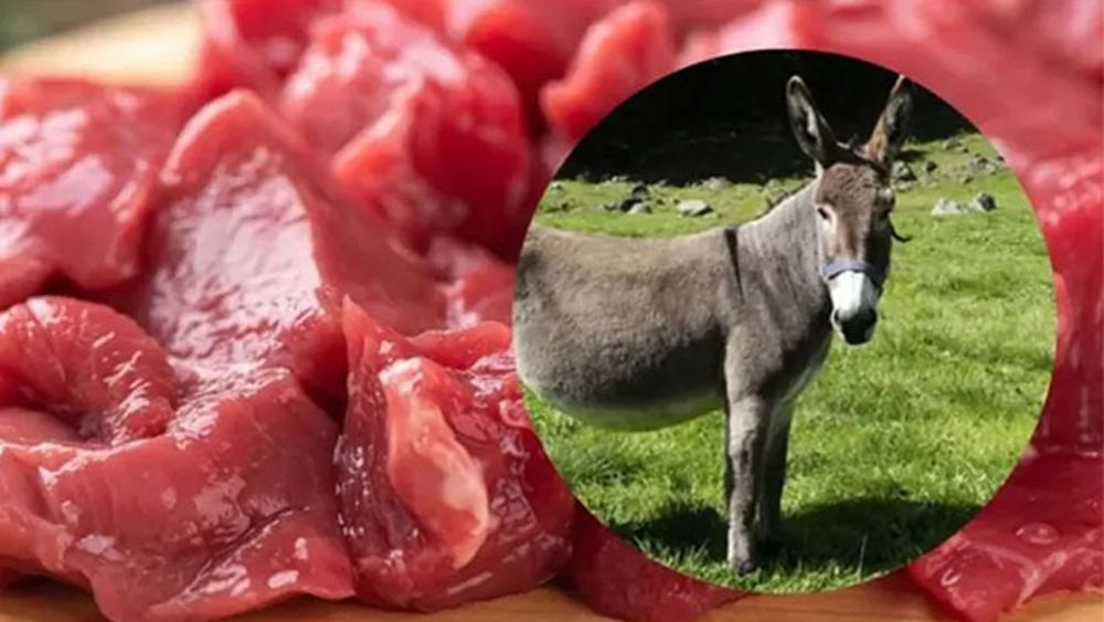 La carne de burro, una alternativa en discusión. La carne de burro, una alternativa en discusión.