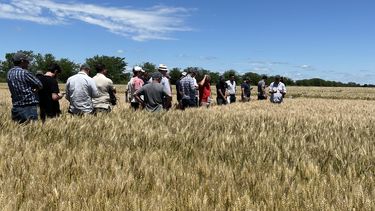 Toda la genética de Neogen proviene del reconocido programa de mejoramiento de GDM. Toda la genética de Neogen proviene del reconocido programa de mejoramiento de GDM.