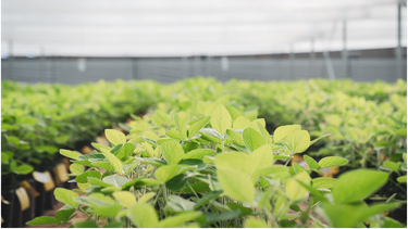 El evento, denominado DONMARIO MÁS 2026, reunirá a productores, asesores y técnicos el 25 de febrero en Chacabuco. El evento, denominado DONMARIO MÁS 2026, reunirá a productores, asesores y técnicos el 25 de febrero en Chacabuco.