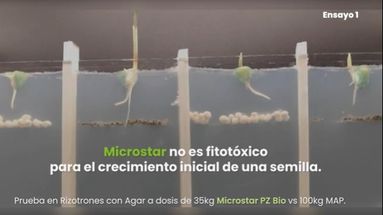 En esta campaña, la incorporación de micronutrientes cobra un rol central dentro de la estrategia de nutrición. En esta campaña, la incorporación de micronutrientes cobra un rol central dentro de la estrategia de nutrición.