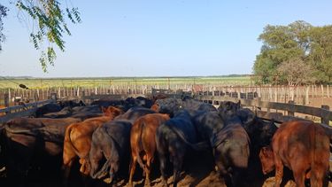 Feedlot Feedlot
