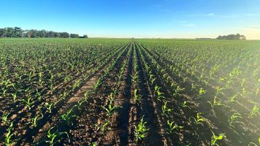 En muchos sectores, la falta de humedad impidió alcanzar los objetivos de las siembras tempranas, reforzando la opción del maíz tardío.