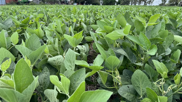 La soja de segunda también muestra un desarrollo favorable. La soja de segunda también muestra un desarrollo favorable.