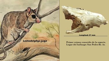 el hallazgo destacado por una revista científica del marsupial de la edad de hielo en San Pedro el hallazgo destacado por una revista científica del marsupial de la edad de hielo en San Pedro