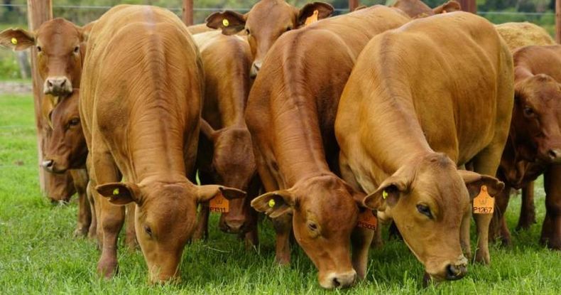 Se trata de una resolución europea que evita la comercialización en el mercado de la Unión y la exportación de productos asociados a la deforestación