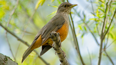 Ejemplar adulto de zorzal colorado (Turdus rufiventris). Foto: https://buenosaires.gob.ar/ Ejemplar adulto de zorzal colorado (Turdus rufiventris). Foto: https://buenosaires.gob.ar/