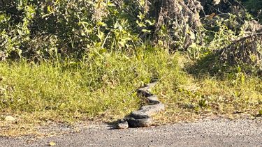 En horas de la tarde de este domingo, los visitantes del Eco Parque se sorprendieron con la aparición de una imponente boa de más de dos metros que se encontraba en uno de los caminos del lugar. En horas de la tarde de este domingo, los visitantes del Eco Parque se sorprendieron con la aparición de una imponente boa de más de dos metros que se encontraba en uno de los caminos del lugar.