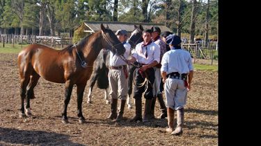 Los cabañeros de Pergamino y la zona, con sus criollos.  (LA OPINION)