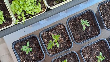 En Parque España habrá nuevas actividades en el Mes del Compostaje En Parque España habrá nuevas actividades en el Mes del Compostaje