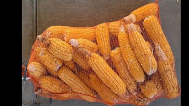 Las nuevas variedades poseen mutaciones naturales que mejoran la dulzura, consistencia cremosa y terneza del grano para consumo fresco. (INTA PERGAMINO)