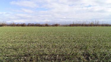 Alcanza a 51 partidos. Más de 700 productores esperaban la misma desde hacía diez meses en algunos casos. Son dos decretos y la emergencia responde a la sequía que azotó a varios partidos bonaerenses.