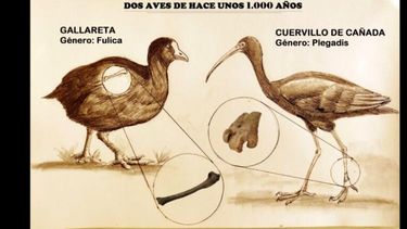 La representación gráfica de las aves y las partes que fueron halladas. La representación gráfica de las aves y las partes que fueron halladas.