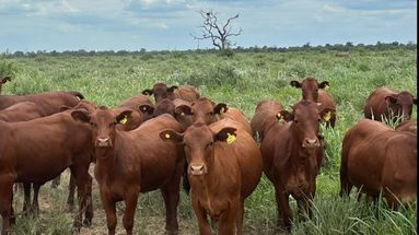 Si bien aún no existen las cifras oficiales de faena de diciembre registrada por las plantas frigoríficas, el dato de movimientos de hacienda a los establecimientos resulta un buen indicador.