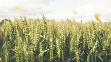 El trigo fue, sin dudas, el gran protagonista. El trigo fue, sin dudas, el gran protagonista.