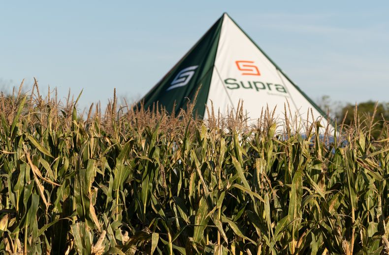 SUPRA SEMILLAS: Una nueva marca con historia, genética con futuro y con todo para crecer