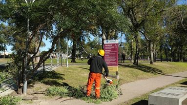 Espacios Verdes avanza en Pergamino con podas y prepara un operativo intensivo de recorte de raíces Espacios Verdes avanza en Pergamino con podas y prepara un operativo intensivo de recorte de raíces