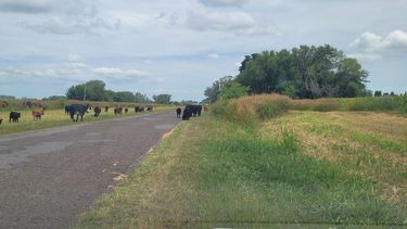 La presencia de ganado bovino suelto en el acceso a Mariano Benítez genera preocupación entre vecinos y conductores por el riesgo que implica para la seguridad vial.
