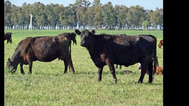 El 65% de las empresas prevén incrementar un 11 por ciento en promedio su rodeo.  (ARCHIVO LA OPINION)