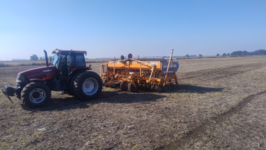 las gramineas vuelven a ganar terreno: mas trigo y menos soja. las gramineas vuelven a ganar terreno: mas trigo y menos soja.