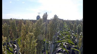 Todo sobre el cultivo de sorgo, el miércoles y el jueves en la sede local de la Unnoba. (ARCHIVO LA OPINION)