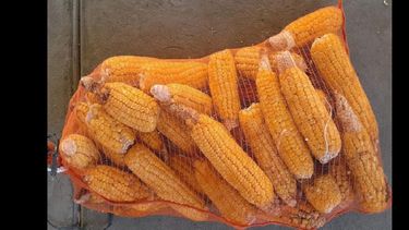 Las nuevas variedades poseen mutaciones naturales que mejoran la dulzura, consistencia cremosa y terneza del grano para consumo fresco. (INTA PERGAMINO)