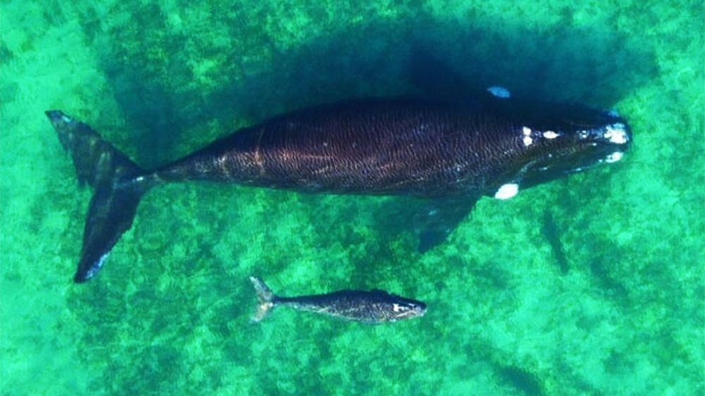 Además de El Doradillo, la presencia de estos ejemplares es una constante en diversos puntos de Puerto Madryn. 