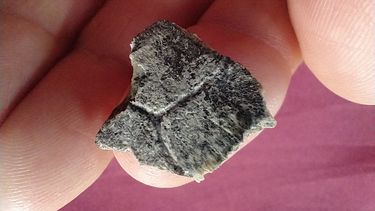 Fósiles de Tortuga de agua dulce de 200 mil años en San Pedro Fósiles de Tortuga de agua dulce de 200 mil años en San Pedro