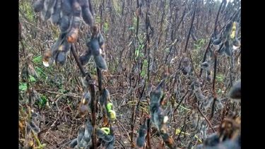 Las pérdidas con soja brotada quedan evidenciadas en la merma de materia seca.  (INTA PERGAMINO)