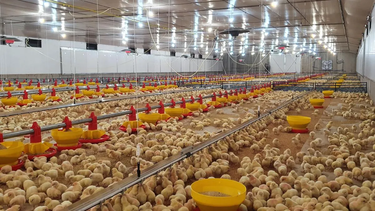 carne aviar: entre la madurez del consumo interno y la oportunidad exportadora carne aviar: entre la madurez del consumo interno y la oportunidad exportadora