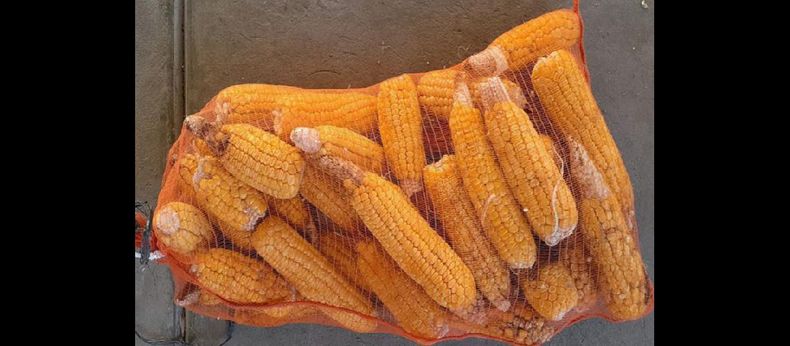 Las nuevas variedades poseen mutaciones naturales que mejoran la dulzura, consistencia cremosa y terneza del grano para consumo fresco. (INTA PERGAMINO)