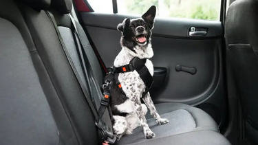 Viajar con mascotas se convirtió en una tendencia que transforma la manera de organizar las vacaciones y pone a prueba tanto la logística como el sentido de responsabilidad de los tutores. Viajar con mascotas se convirtió en una tendencia que transforma la manera de organizar las vacaciones y pone a prueba tanto la logística como el sentido de responsabilidad de los tutores.