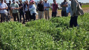 arvejas en flor: la gira 2025 en pergamino mostro un cultivo en excelente estado arvejas en flor: la gira 2025 en pergamino mostro un cultivo en excelente estado