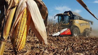 El maíz ya no es un cultivo complementario, sino uno de los pilares centrales del sistema productivo. El maíz ya no es un cultivo complementario, sino uno de los pilares centrales del sistema productivo.