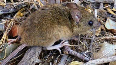 Hantavirus: cómo se contagia, cuáles son los síntomas y las medidas para prevenir la enfermedad