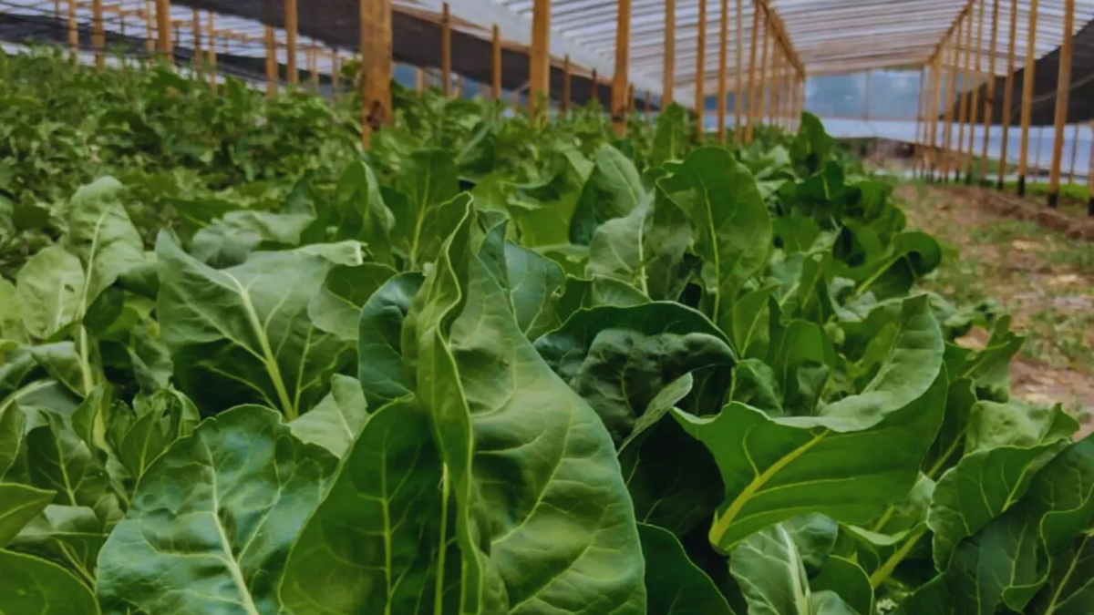 Abonos líquidos, el fermentado que impulsa la agricultura a pequeña escala – La Opinion Online