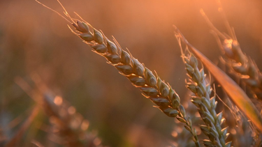 La BCR mostró los primeros datos de calidad del trigo argentino. La BCR mostró los primeros datos de calidad del trigo argentino.