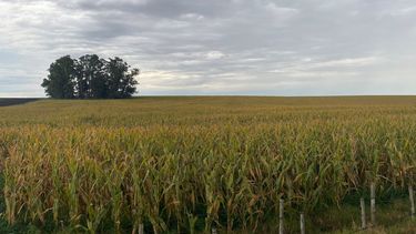 A este escenario se suma la presión de plagas asociadas a la sequía y al calor. A este escenario se suma la presión de plagas asociadas a la sequía y al calor.