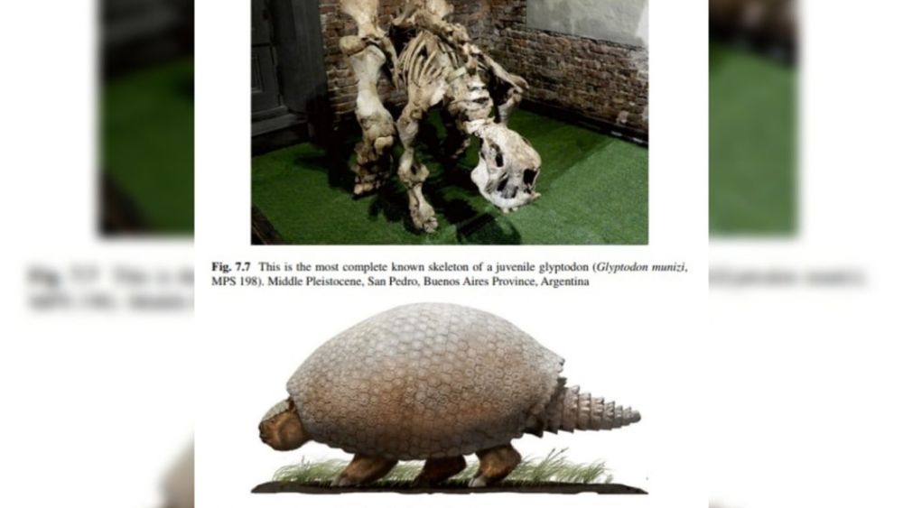 Acaba de ser publicado un libro que reúne todos los conocimientos históricos y modernos sobre la evolución y anatomía de uno de los grupos de animales extintos más característicos de la prehistoria de Sudamérica: los gliptodontes o armadillos gigantes. Acaba de ser publicado un libro que reúne todos los conocimientos históricos y modernos sobre la evolución y anatomía de uno de los grupos de animales extintos más característicos de la prehistoria de Sudamérica: los gliptodontes o armadillos gigantes.