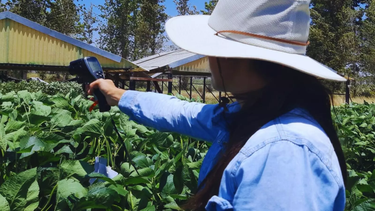 mas beneficios del nitrogeno: podria mitigar el impacto de la sequia en soja mas beneficios del nitrogeno: podria mitigar el impacto de la sequia en soja