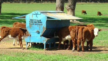 Cuando un animal sufre estrés térmico pierde la capacidad de lidiar con el entorno y contrarrestar las condiciones adversas Cuando un animal sufre estrés térmico pierde la capacidad de lidiar con el entorno y contrarrestar las condiciones adversas