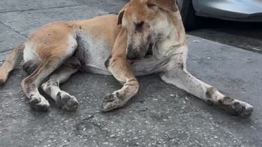 cruce violento entre vecinos por un perro atropellado en pergamino cruce violento entre vecinos por un perro atropellado en pergamino