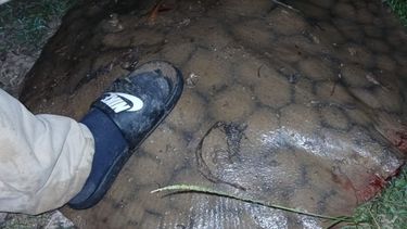 La pesca de rayas se ha multiplicado en las últimas semanas en los cursos de agua que rodean a San Pedro, convirtiéndose esta especie en un trofeo por sus características, dimensión y la sensación que genera la resistencia que oponen. La pesca de rayas se ha multiplicado en las últimas semanas en los cursos de agua que rodean a San Pedro, convirtiéndose esta especie en un trofeo por sus características, dimensión y la sensación que genera la resistencia que oponen.