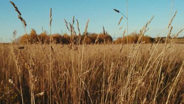 Campo Argentino Campo Argentino