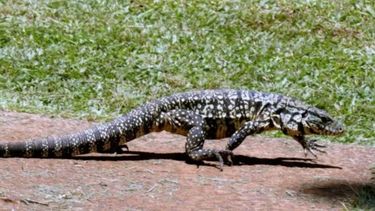 lagartos overos en pergamino y la region: todo lo que hay que saber ante su presencia en zonas urbanas lagartos overos en pergamino y la region: todo lo que hay que saber ante su presencia en zonas urbanas