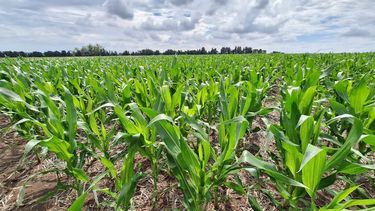 las lluvias no aflojan y el agro respira: la nina se perfila debil y de corta duracion las lluvias no aflojan y el agro respira: la nina se perfila debil y de corta duracion