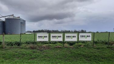 Neogen presentó este miércoles sus nuevas variedades en Chacabuco. Neogen presentó este miércoles sus nuevas variedades en Chacabuco.