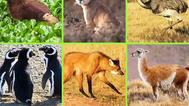 La Argentina se distingue por contar con especies emblemáticas que son auténticos símbolos de su identidad natural. La Argentina se distingue por contar con especies emblemáticas que son auténticos símbolos de su identidad natural.